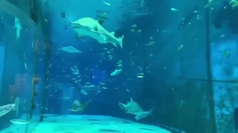 小猫钓鱼正版下载中文版